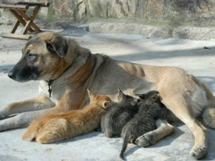 Chó bất đắc dĩ làm mẹ của 5 tiểu hổ: Ai ăn ốc mà giờ bắt em đổ vỏ