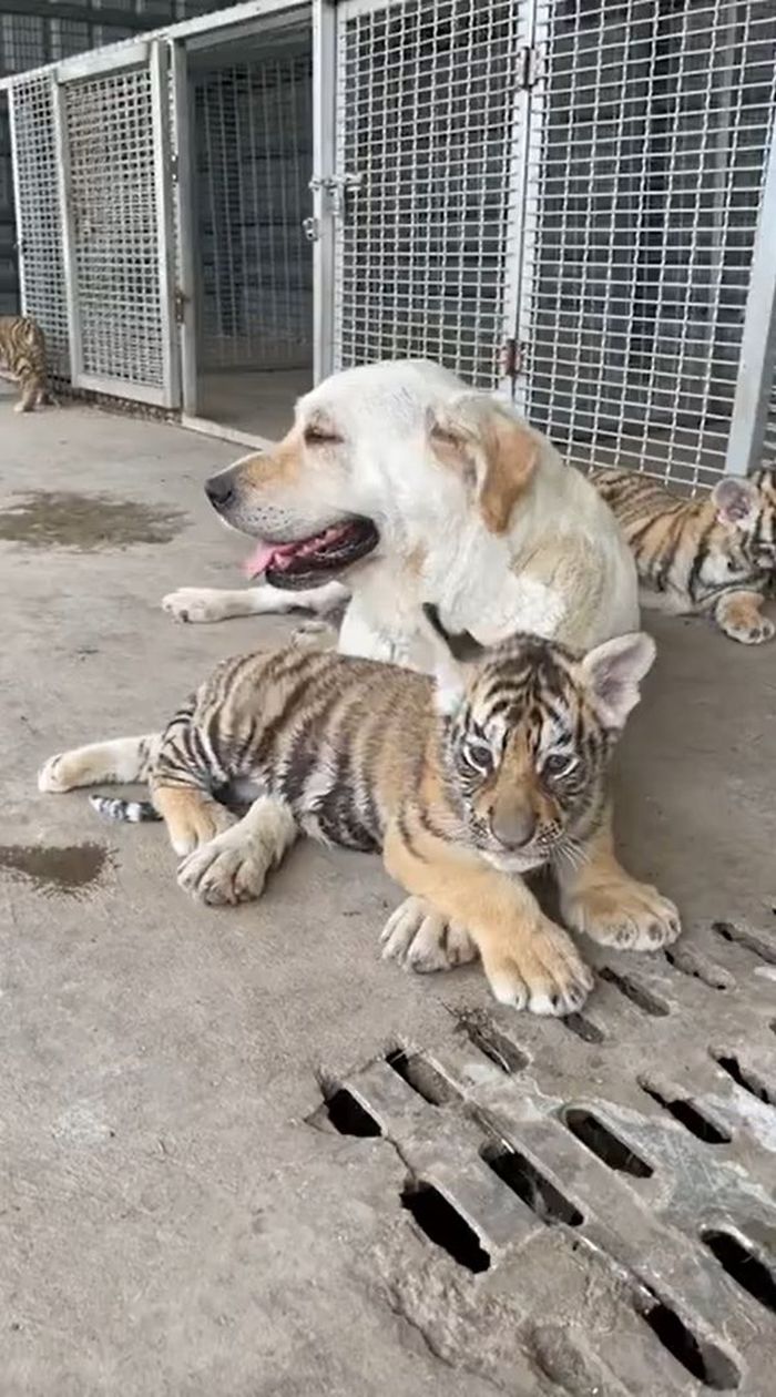 Chó bất đắc dĩ làm mẹ của 5 tiểu hổ: Ai ăn ốc mà giờ bắt em đổ vỏ