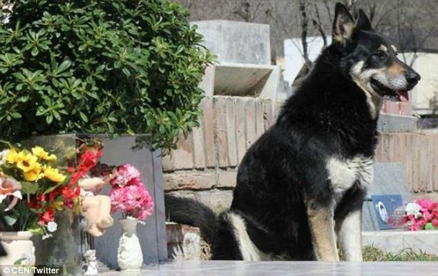 Chú chó ngủ cạnh mộ chủ suốt 11 năm, người nhà gọi mãi vẫn không về