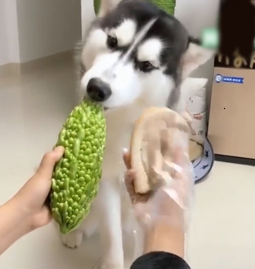 Chú Husky dùng cả thanh xuân để ăn khổ qua, khước từ “sơn hào hải vị