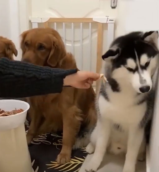 Chú Husky dùng cả thanh xuân để ăn khổ qua, khước từ “sơn hào hải vị