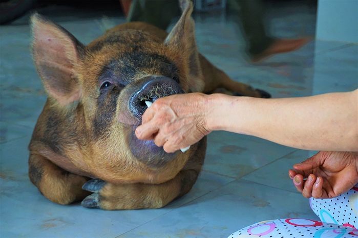 Chú heo biết ngồi bệ xí đi vệ sinh: Ai dám chê nhà họ Trư ở bẩn nữa