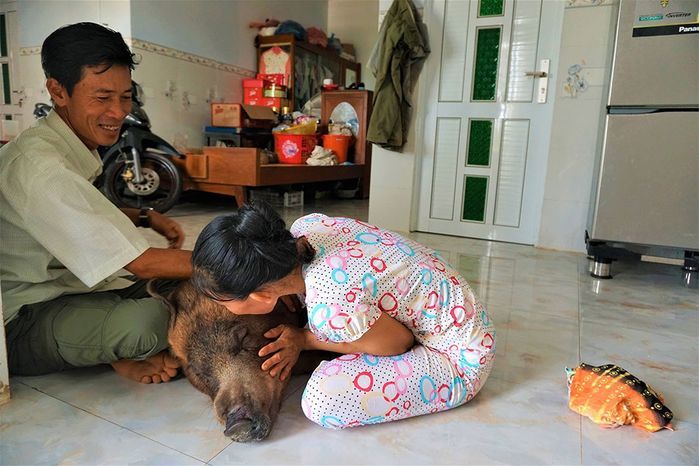 Chú heo biết ngồi bệ xí đi vệ sinh: Ai dám chê nhà họ Trư ở bẩn nữa