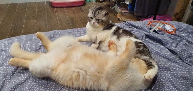 Chú mèo ở Việt Nam trở thành “hiện tượng” sau một đêm