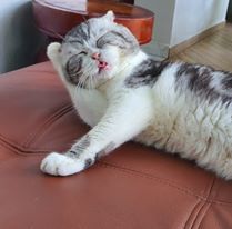 Chú mèo ở Việt Nam trở thành “hiện tượng” sau một đêm