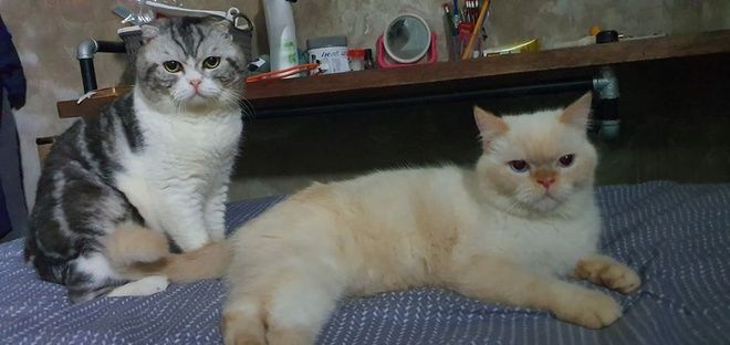 Chú mèo ở Việt Nam trở thành “hiện tượng” sau một đêm