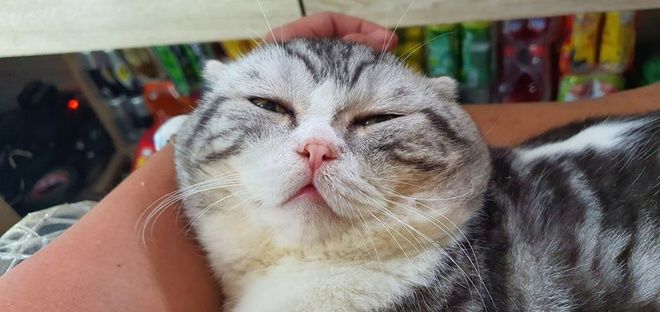Chú mèo ở Việt Nam trở thành “hiện tượng” sau một đêm