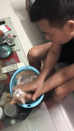 Boss mèo được ông nội bế đi tắm: biểu cảm phê pha vì được vuốt ve