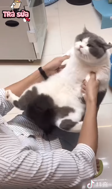 Boss mèo được ông nội bế đi tắm: biểu cảm phê pha vì được vuốt ve