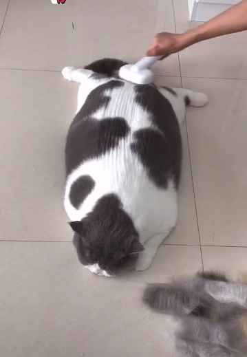 Boss mèo được ông nội bế đi tắm: biểu cảm phê pha vì được vuốt ve