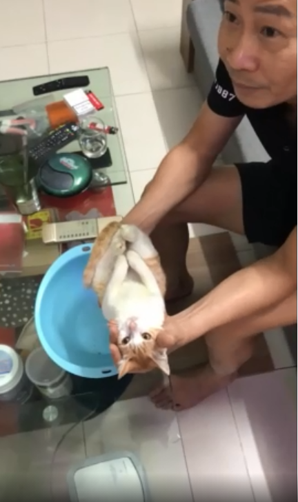Boss mèo được ông nội bế đi tắm: biểu cảm phê pha vì được vuốt ve