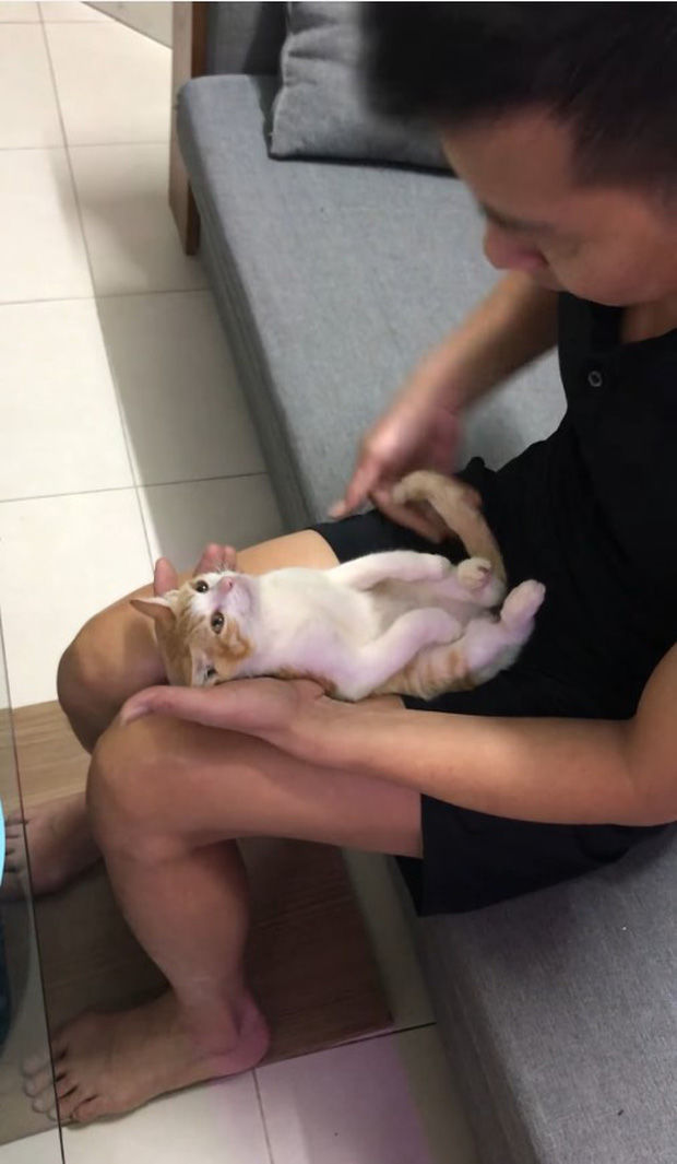 Boss mèo được ông nội bế đi tắm: biểu cảm phê pha vì được vuốt ve