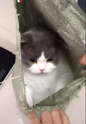 Boss mèo được ông nội bế đi tắm: biểu cảm phê pha vì được vuốt ve
