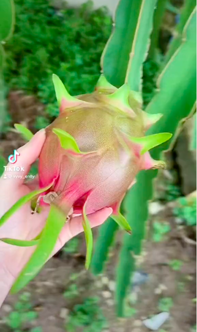 Cô gái khoe thanh long biến màu: sống màu xanh, chín ngả sang cam