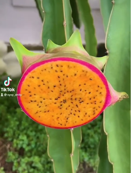 Cô gái khoe thanh long biến màu: sống màu xanh, chín ngả sang cam