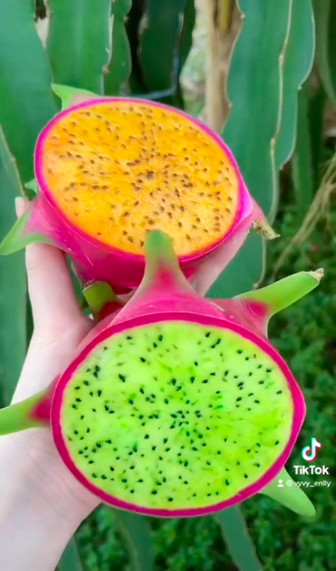 Cô gái khoe thanh long biến màu: sống màu xanh, chín ngả sang cam