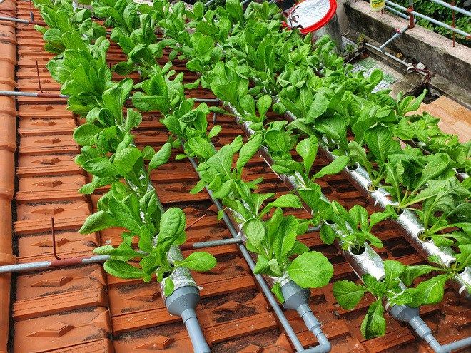Cô giáo làm vườn 6m2 trên mái nhà, tốn 2 triệu mà bội thu