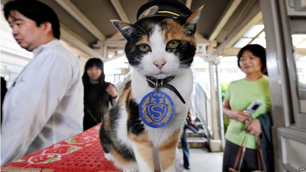 Cô mèo làm trưởng tàu: Thu về 200 tỷ, khi mất 3000 người đưa tiễn