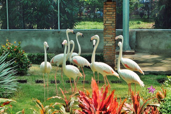 Cộng đồng chung tay giúp đỡ Thảo Cầm Viên: Mong mấy bé được ăn ngon