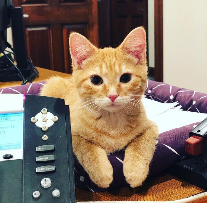 Công ty người ta thuê hẳn 2 hoàng thượng kéo mood cho nhân viên