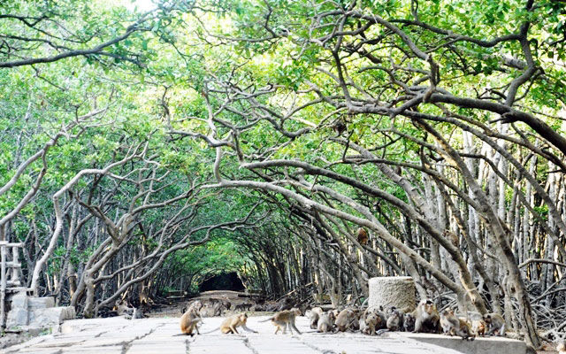Sắp có tour Cần Giờ cuối tháng 9: biển ở đây đẹp có thể bạn chưa biết