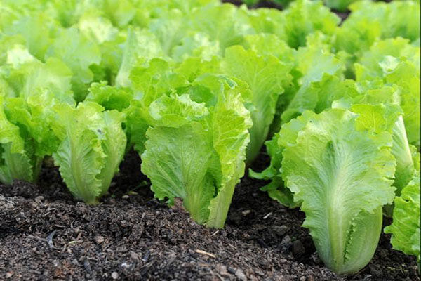 Mùa Covid mọi thứ đều tăng, thức ăn đến tay người dùng tăng 4-5 lần