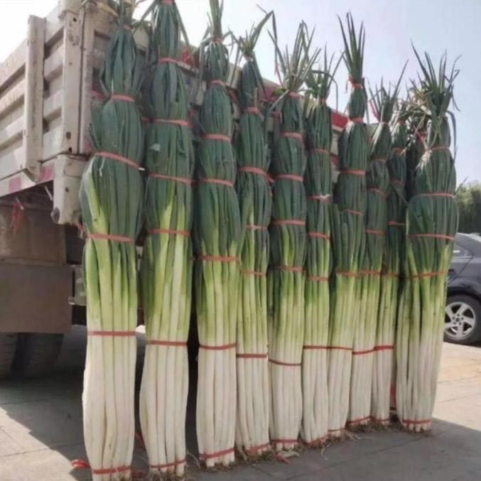 Hành lá đột biến: cao 2m, nặng 1,5kg, đạt kỉ lục Guinness thế giới