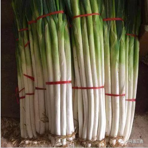 Hành lá đột biến: cao 2m, nặng 1,5kg, đạt kỉ lục Guinness thế giới