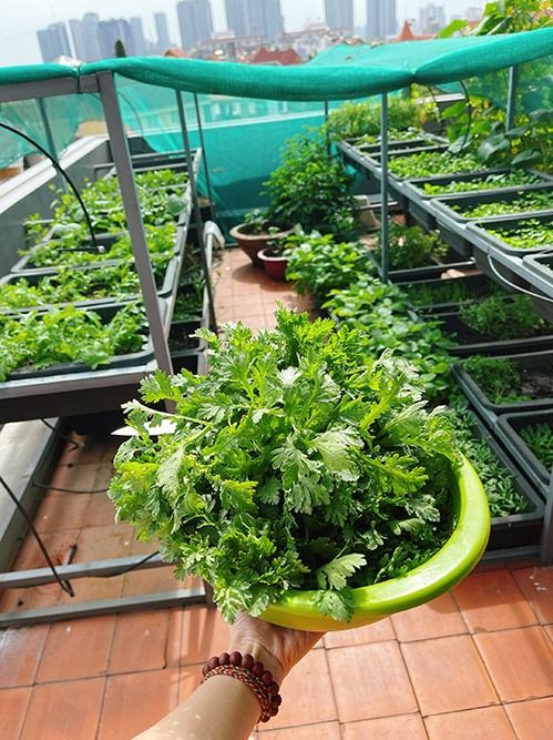 Hồ Bích Trâm trồng rau trên sân thượng: Kiểu này khỏi cần đi chợ