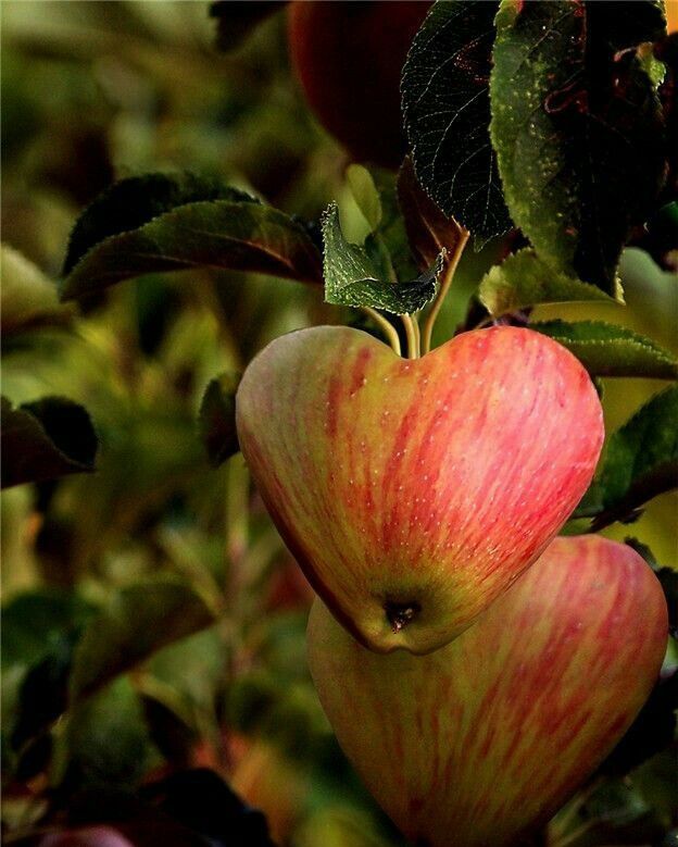 Khi trái cây cũng có trái tim: dưa hấu hơn nửa tỷ/cặp sao dám ăn?