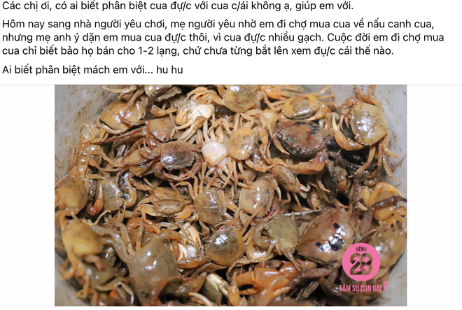 Không biết cua đực - cua cái, cô gái viết tút cầu cứu CĐM
