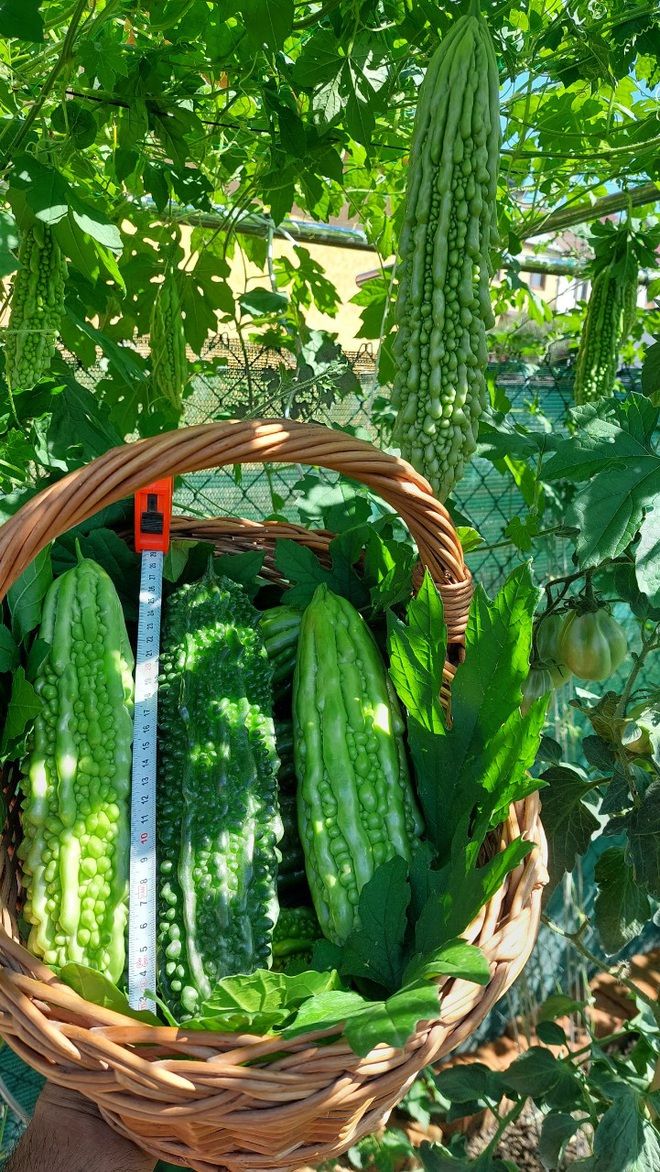 Khu vườn trồng toàn rau trái Việt của gia đình trẻ trên đất châu Âu