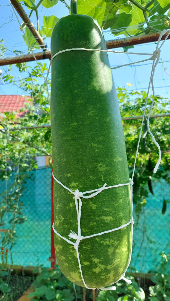 Khu vườn trồng toàn rau trái Việt của gia đình trẻ trên đất châu Âu