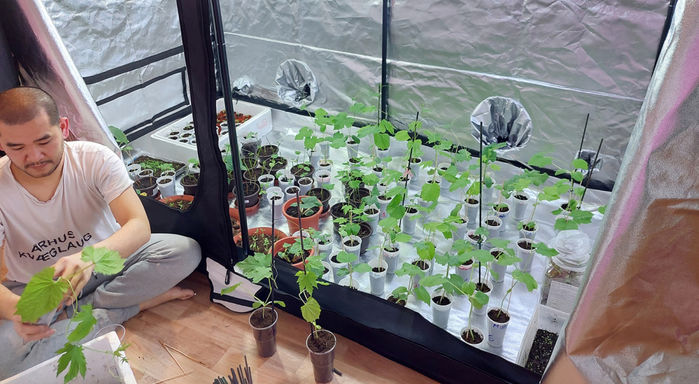 Khu vườn trồng toàn rau trái Việt của gia đình trẻ trên đất châu Âu