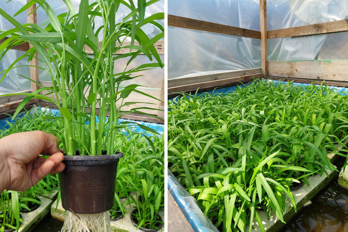 Khu vườn trồng toàn rau trái Việt của gia đình trẻ trên đất châu Âu
