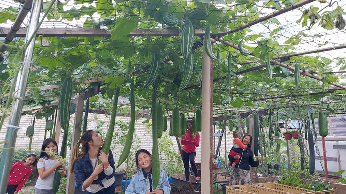 Khu vườn trồng toàn rau trái Việt của gia đình trẻ trên đất châu Âu