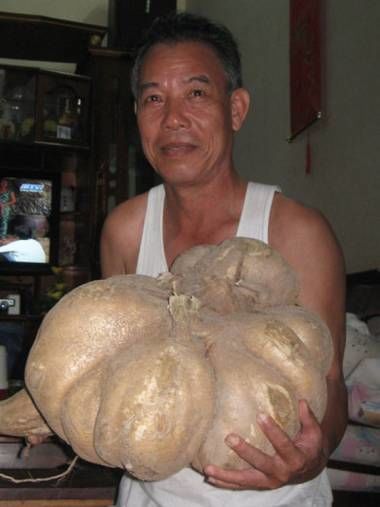 Lác mắt trước các hoa quả siêu to khổng lồ: Sầu riêng nặng 23kg