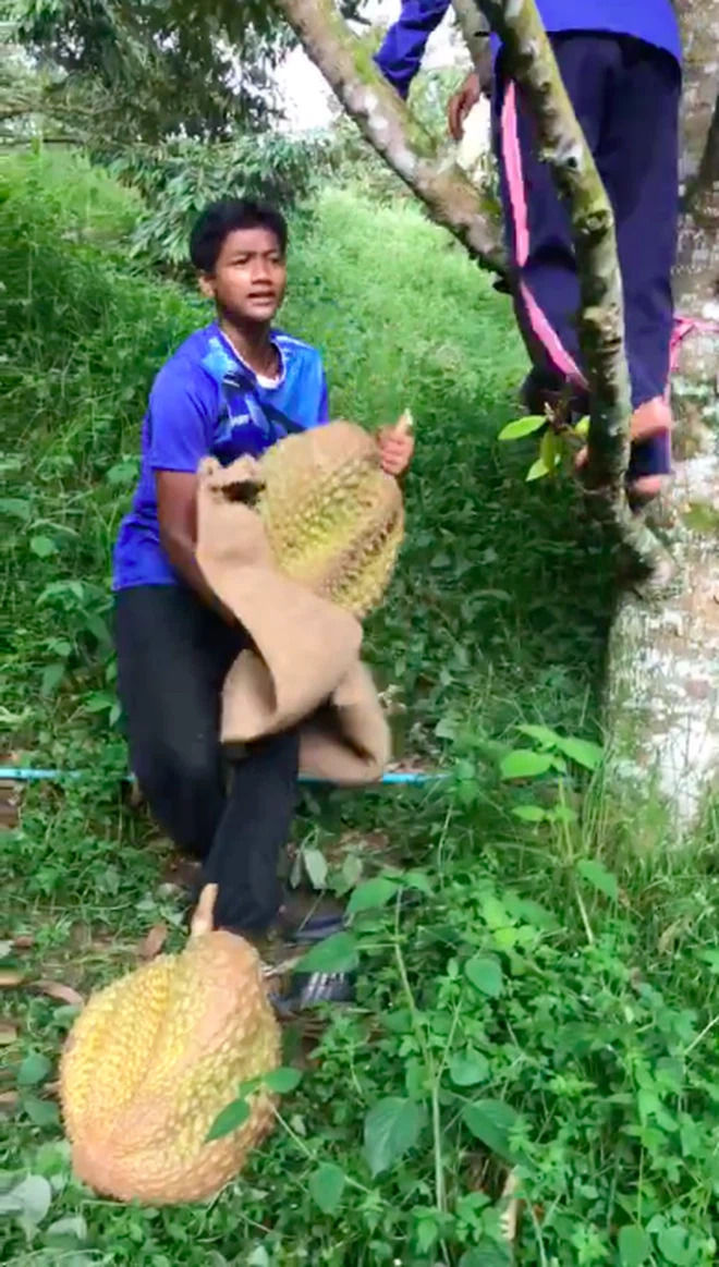 Lác mắt trước các hoa quả siêu to khổng lồ: Sầu riêng nặng 23kg