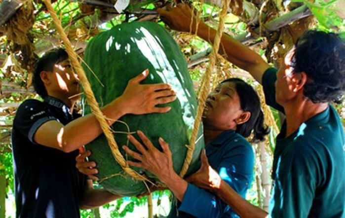 Lác mắt trước các hoa quả siêu to khổng lồ: Sầu riêng nặng 23kg