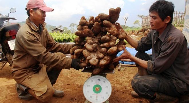 Lác mắt trước các hoa quả siêu to khổng lồ: Sầu riêng nặng 23kg