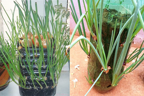 11 loại cây gia vị dễ trồng bằng vỏ chai nhựa, chậu: Ăn hết tự mọc lại