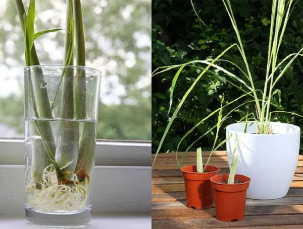 11 loại cây gia vị dễ trồng bằng vỏ chai nhựa, chậu: Ăn hết tự mọc lại