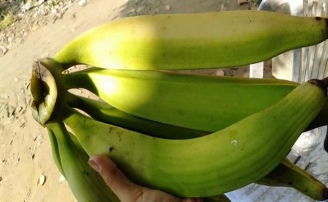 Loại chuối khủng nhất Việt Nam: Mỗi trái nặng 1kg, 2 người ăn mới hết