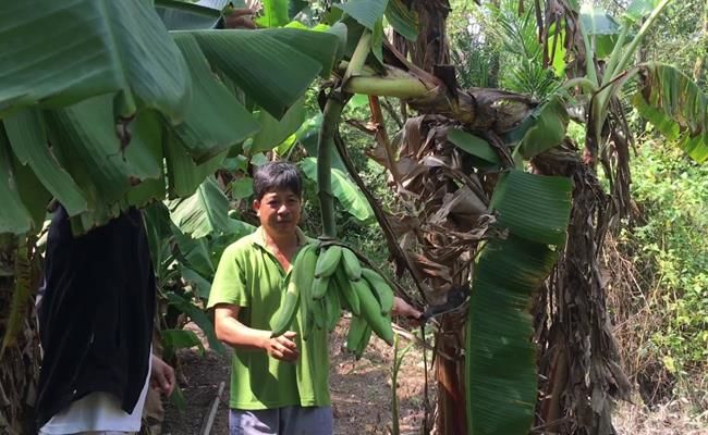 Loại chuối khủng nhất Việt Nam: Mỗi trái nặng 1kg, 2 người ăn mới hết