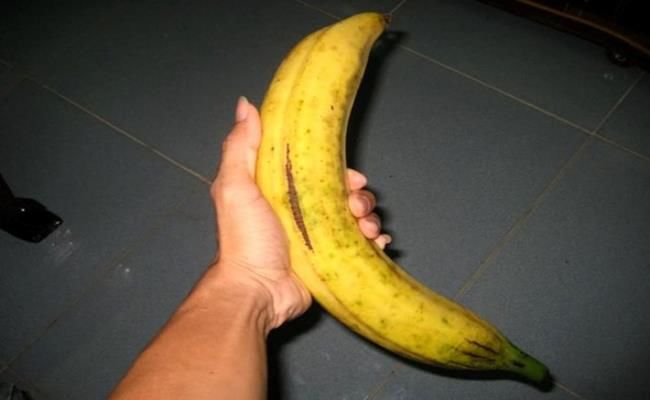 Loại chuối khủng nhất Việt Nam: Mỗi trái nặng 1kg, 2 người ăn mới hết