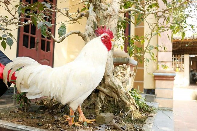 Loại gà trong truyền thuyết Sơn Tinh - Thuỷ Tinh có giá bán ra sao