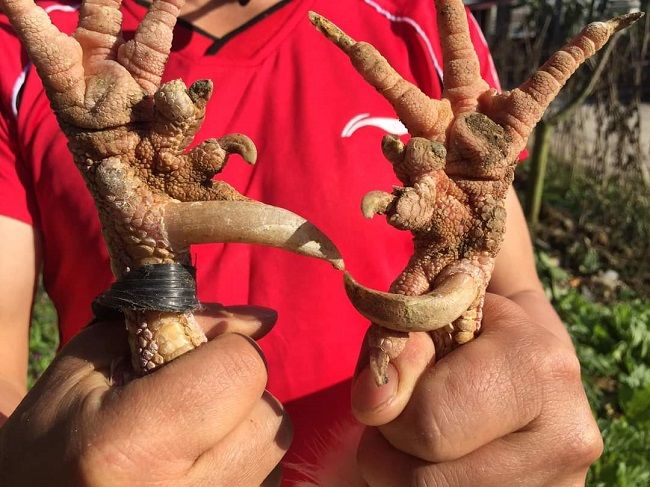 Loại gà trong truyền thuyết Sơn Tinh - Thuỷ Tinh có giá bán ra sao
