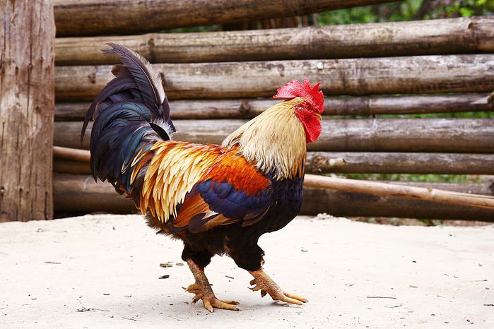Loại gà trong truyền thuyết Sơn Tinh - Thuỷ Tinh có giá bán ra sao