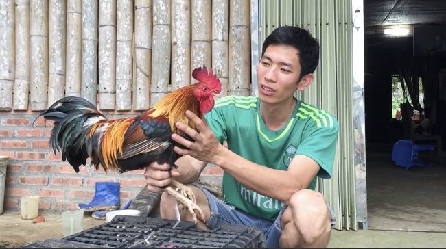 Loại gà trong truyền thuyết Sơn Tinh - Thuỷ Tinh có giá bán ra sao