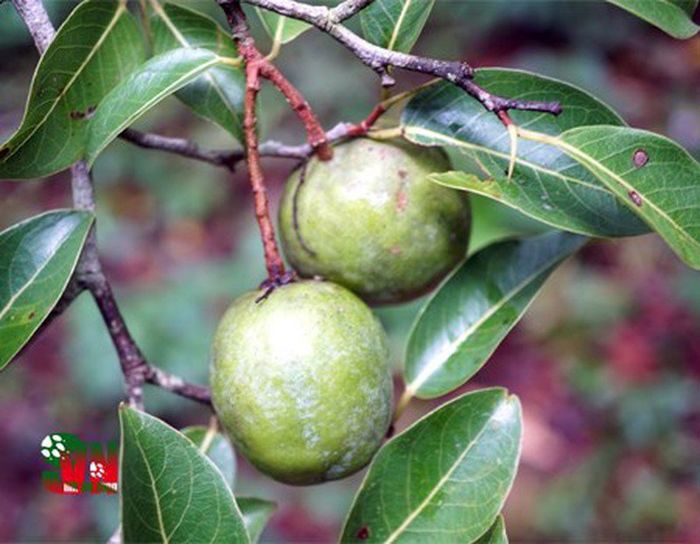 Loại quả ở Tây Nguyên xưa cho trẻ nhặt chơi, giờ thi nhau mua 200K/kg